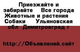 Приезжайте и забирайте. - Все города Животные и растения » Собаки   . Ульяновская обл.,Димитровград г.